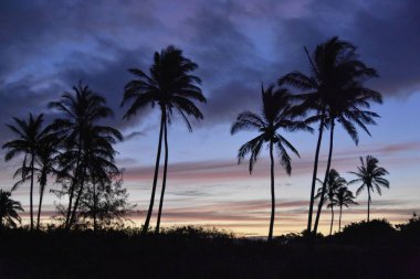 Renkli günbatımına karşı siluetli palmiye ağaçları