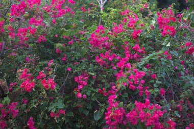 Canlı pembe çiçekler yemyeşil yapraklar üzerinde çiçek açıyor.