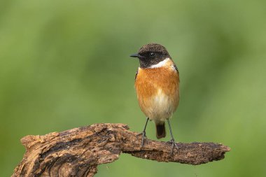 Turuncu göğüslü taşkakan kuş doğal ortamda dokulu dallara tünemektedir..