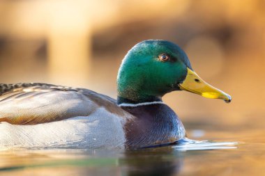 Sakin suda yüzen canlı erkek yaban ördeği.
