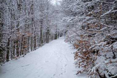 Ağaçlı bir ormanda karlı bir yolun güzel bir görüntüsü.