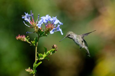 Sinekkuşu uçuyor, Costa rica, yaklaş.
