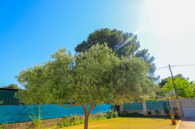 Açık mavi gökyüzünün altında açık havada yeşil zeytin ağacı.