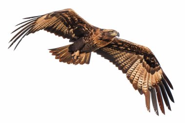 Geniş kanatları ve detaylı tüyleri olan büyük yırtıcı kuş gökyüzünde süzülüyor.