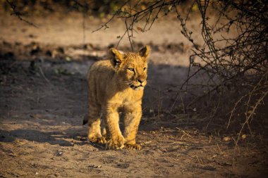 Genç aslan kuru çimenlerde yürüyor.