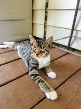 Kedi tahta zeminde yatıyor.