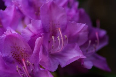 Canlı mor çiçeklerin yakın çekim görüntüsü