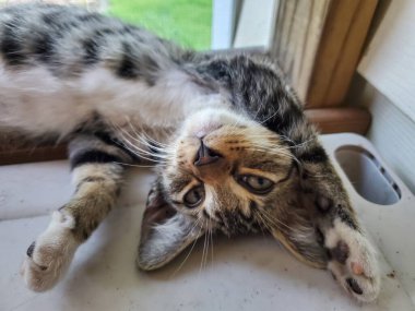 Ters yatmış şakacı tekir kedi