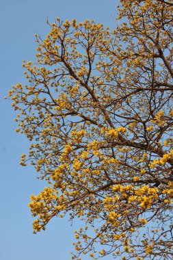 Ağaç dallarında açan sarı çiçekler.