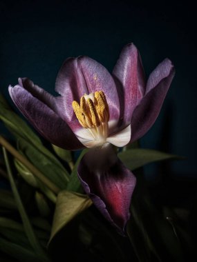 Koyu arkaplanda açan mor çiçek