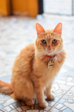 Turuncu kedi desenli zeminde oturuyor.