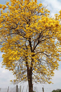 Mavi gökyüzüne karşı parlak sarı çiçekli ağaç