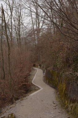 Çıplak ağaçların ve çalıların arasında dolambaçlı bir yol.