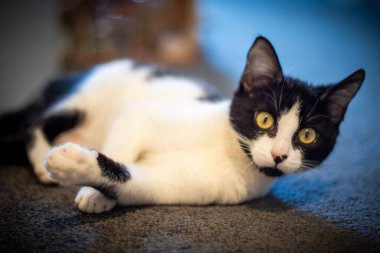 Siyah beyaz kedi yerde yatıyor.