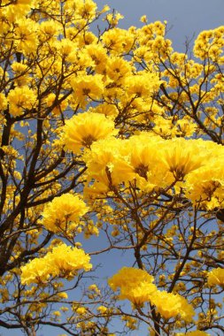 Mavi gökyüzünde açan parlak sarı çiçekler.