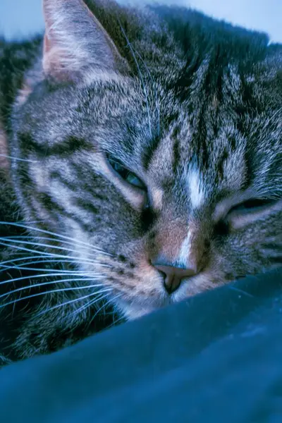 Uyuyan kedi yumuşak yüzeyde dinleniyor.