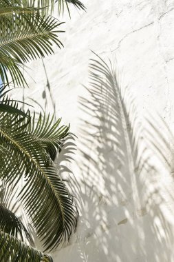 Duvara düşen yeşil palmiye yaprakları