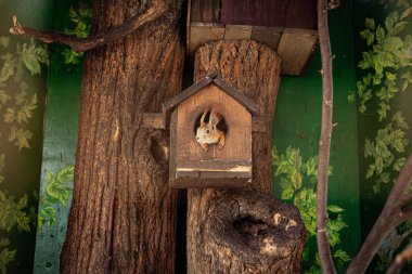 Ağaç gövdesine bağlı ahşap kuş evi