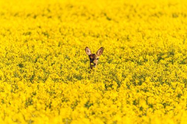 Geyik parlak sarı çiçeklerin arasında duruyor