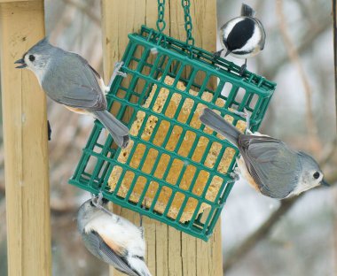 Kuşlar yeşil kuş yemliğiyle besleniyor.