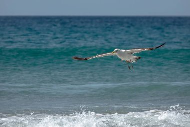 Martı okyanus dalgalarının üzerinde uçuyor.