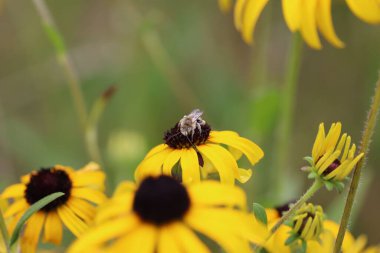 Arının canlı sarı çiçeklerden polen topladığı yakın plan görüntüsü