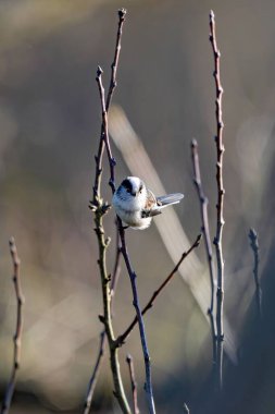 Bulanık arka planda ince dallara tünemiş küçük bir kuş.
