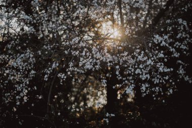 Yoğun ağaç dallarının arasından süzülen güneş ışığı doğal bir ortamda