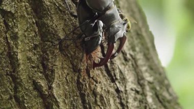 Ağaç kabuğunda Geyik Böceği ve Yabanarısı