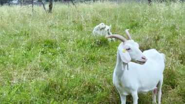 Boynuzlu Beyaz Keçi Otlakta duruyor