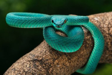 Bir ağaç gövdesindeki Endonezya kufiyesinin (Trimeresurus insularis) yakın görüntüsü