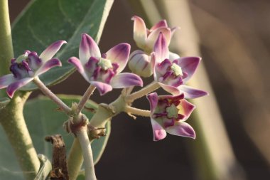 Mor ve beyaz kalotrop çiçekleri bitki gövdesinde güzel bir şekilde çiçek açıyor..
