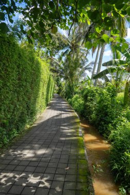 Yeşillik ve tropikal ortamda uzun ağaçlarla çevrili dar bir yol.