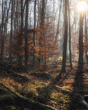 Sakin bir sonbahar ormanında uzun ağaçların arasından süzülen güneş ışığı.
