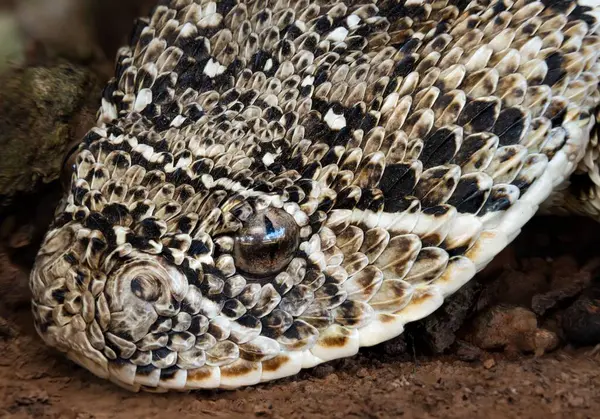 Karmaşık desenli bir sürüngen kafası.