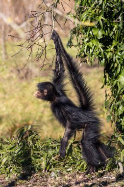 Siyah maymun ağaç dalına asılmış.
