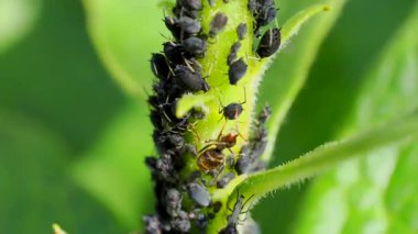 Siyah Yaprak bitleri ve Yeşil Bitki Kökü 'nü istila eden Karınca