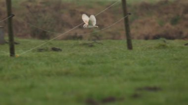 Ahır Baykuşu Çitli Puslu Yeşil Arazinin Üzerinde Alçaktan Uçuyor