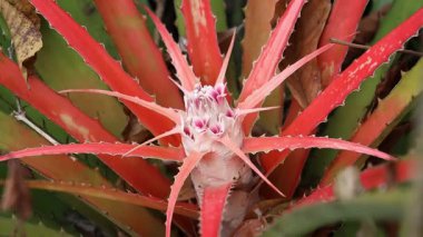 Dikenli Kırmızı ve Pembe Bromeliad Fabrikasının yakın plan görüntüleri.