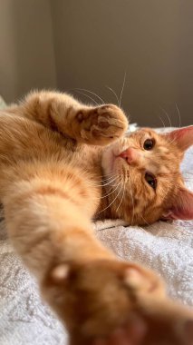 Beyaz battaniyeye uzanmış turuncu kedi