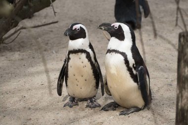 Kumlu zeminde duran iki penguen
