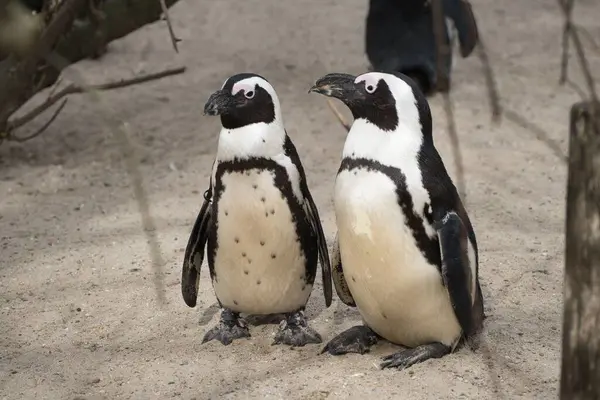 Kumlu zeminde duran iki penguen