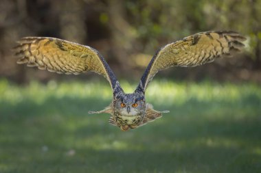 Büyük baykuş çimen tarlasının üzerinde alçaktan uçuyor. Kanatları tamamen açık.