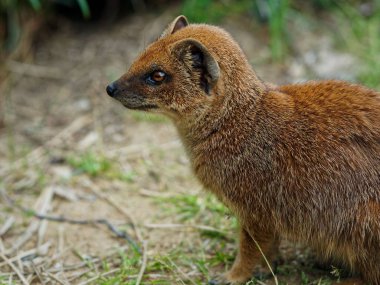Çimen arka planlı yerde duran küçük kahverengi memelilere yakın çekim