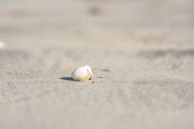 Hafif kumlu sahil yüzeyinde dinlenen küçük beyaz kabuk.