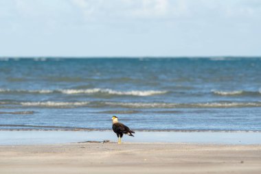 Kel kartal kumsalda yürüyor mavi gökyüzünün altında okyanus dalgaları