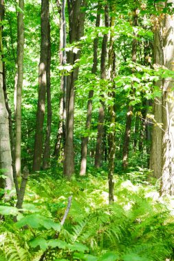 Uzun ağaçlar ve eğreltiotları orman zeminini kaplayan yemyeşil orman.