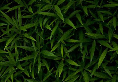 Yoğun Yeşil Yaprak Kümesi