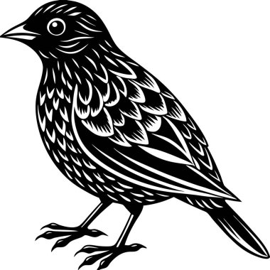Ayrıntılı tüylerle yerde duran bir kuşun siyah beyaz çizimi.