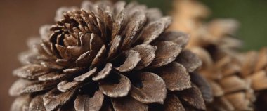 Detaylı bir makro çekiminde gösterilen odunsu kozalağın merkezinden dışarı doğru kıvrılan desenli kahverengi pullar..